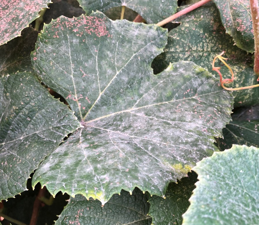 Powdery mildew